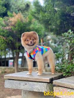 15 Aylık SCRLİ MİCROÇİPLİ POMERANİAN BOO 2