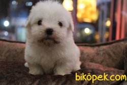 Süper Kalite Tea Cup Maltese Terrier Yavrular Mağazamıda 1