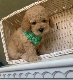 Sevi̇mli̇ Toy Poodle Yavrularımız 2