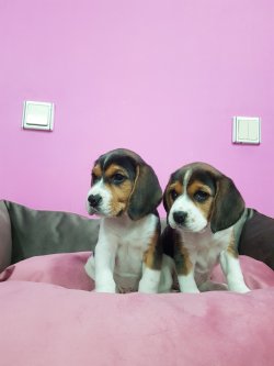 Beagle Yavrularımız 1