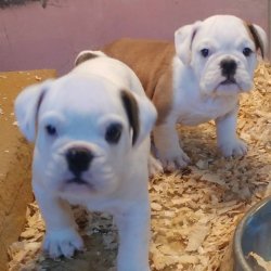 İNGİLİZ BULDOG YAVRUSU 3