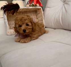 Safkan Toy Poodle Yavrularımız 2