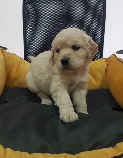 Jumbo Golden 2