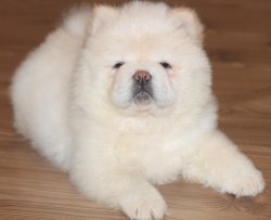 Chow Chow Yavrusu Afyondan 1