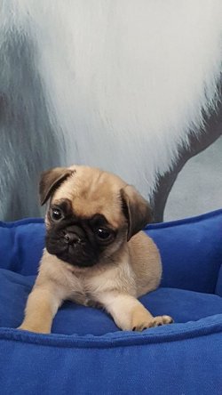 Kalite Ve Güvenin Tek Adresinden PUG Yavrulari 5