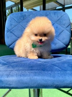 Orji̇nal Pomerani̇an Boo Yavrularımız 3