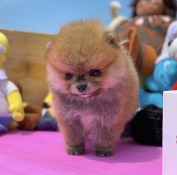 Üst Segmet PomeranianBoo Yavrumuz 2