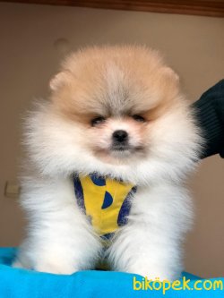 Dünya Tatlısı Pomeranian Yavrularımız 4