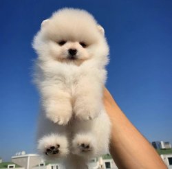 Kar Beyazı Teddybear Pomeranianboo Yavrularımızdan 1