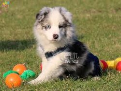 Border Collie Yavruları 1