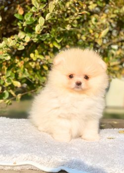 Pomeranian Boo Safkan Teddy Bear Yavrularımız 2