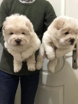 Chow Chow (Çin Aslanı) Yavruları 1