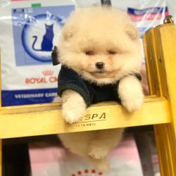 Pomeranian Boo Orjinal Yavrularımız 2