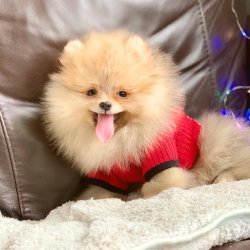 Pomeranian Boo Irk Sağlık Garantili Yavrular 1