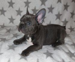 BLUE VE FAWN FRENCH BULLDOG BEBEKLERİMİZ 1