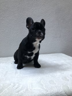 Fcı A Class Secereli Belgeli Show Kalite French Bulldog Yavruları 2 3