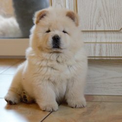 Satılık Bear Küt Burun Chow Chow Çin Aslanı Yavruları 4