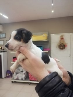 Jack Russell Yavrularımız Irk Garantilidir 5