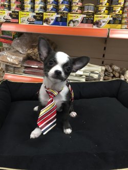 Satılık Chihuahua Teacup Yavrular 3