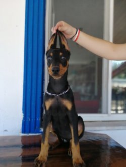 Üst Kalite Irk Garantili Doberman Yavrularımız 2