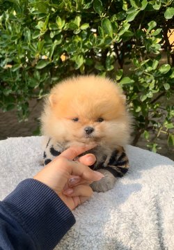 Pomeranian Boo Teddy Bear Yavrular 3