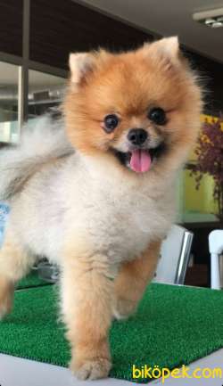 17 Aylık Teacup POMERANİAN BOO 2