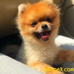 17 Aylık Teacup POMERANİAN BOO 3