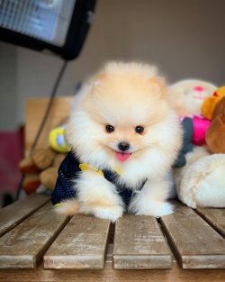 Ab Pasaportu Mevcut, Teddybear Yüz Yapısına Sahip 3