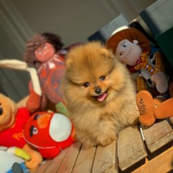 Küt Burun PomeranianBoo Kızımız 4