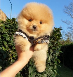 POMERANİAN BOO YAVRULAR 3