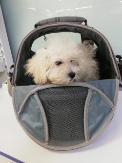 Çok Sevi̇mli̇ Malti̇poo Yavrular 1