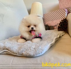 Beyaz Boo Pomeranian Yavrular 5