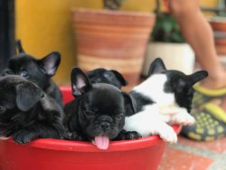 FRENCH BULLDOG YAVRULARI 2