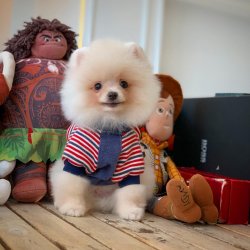 3.5 Aylık Kar Beyazı PomeranianBoo Oğlumuz 5