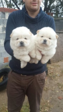 Beyaz Chow Chow Yavrularımız 5