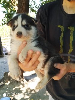 Muhteşem Husky Yavruları 5