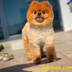 18 Aylık Scr Sertifikalı PomeranianBoo Kızımız 4