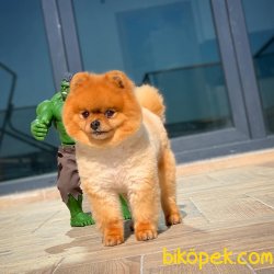 18 Aylık Scr Sertifikalı PomeranianBoo Kızımız 3
