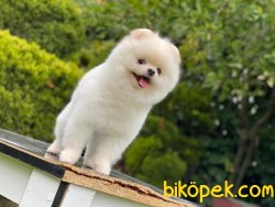 18 Aylık Teddybear Pomeranianboo 3