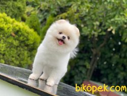 18 Aylık Teddybear Pomeranianboo 1