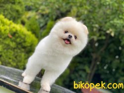 18 Aylık Teddybear Pomeranianboo 4