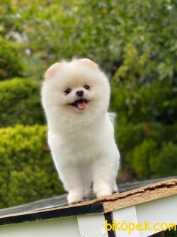 18 Aylık Teddybear Pomeranianboo 5