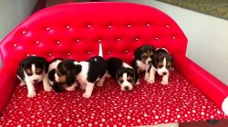 ELİZABETH BEAGLE YAVRULARIMIZ 3