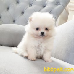 Pomeranian Mini Ayıcık Yavrularımız 1