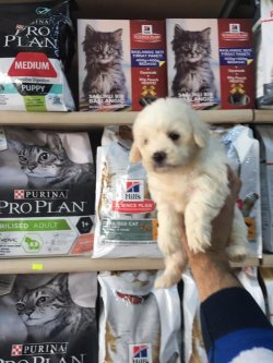 KAR BEYAZ MALTESE TERRİER YAVRUMUZ ANKARA PET SHOP TA 1