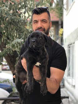Cocker Yavrularımız 1