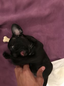 Sahibinden Satılık 54günlük Dişi Saf Fransız Bulldog 3