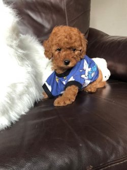 Sevi̇mli̇ Toy Poodle Yavrularımız 2