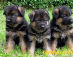 RUHSATLI KÖPEK ÇİFTLİĞİNDEN 2