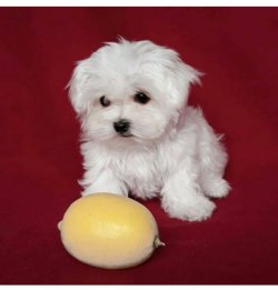 Teacup Maltese 1